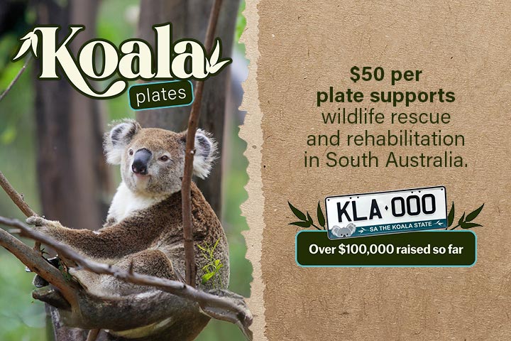 Koala plates to support wildlife rescue and rehabilitation